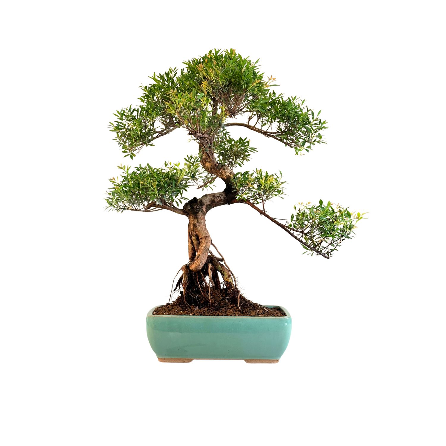 Syzygium Bonsai P30 SIZ01
