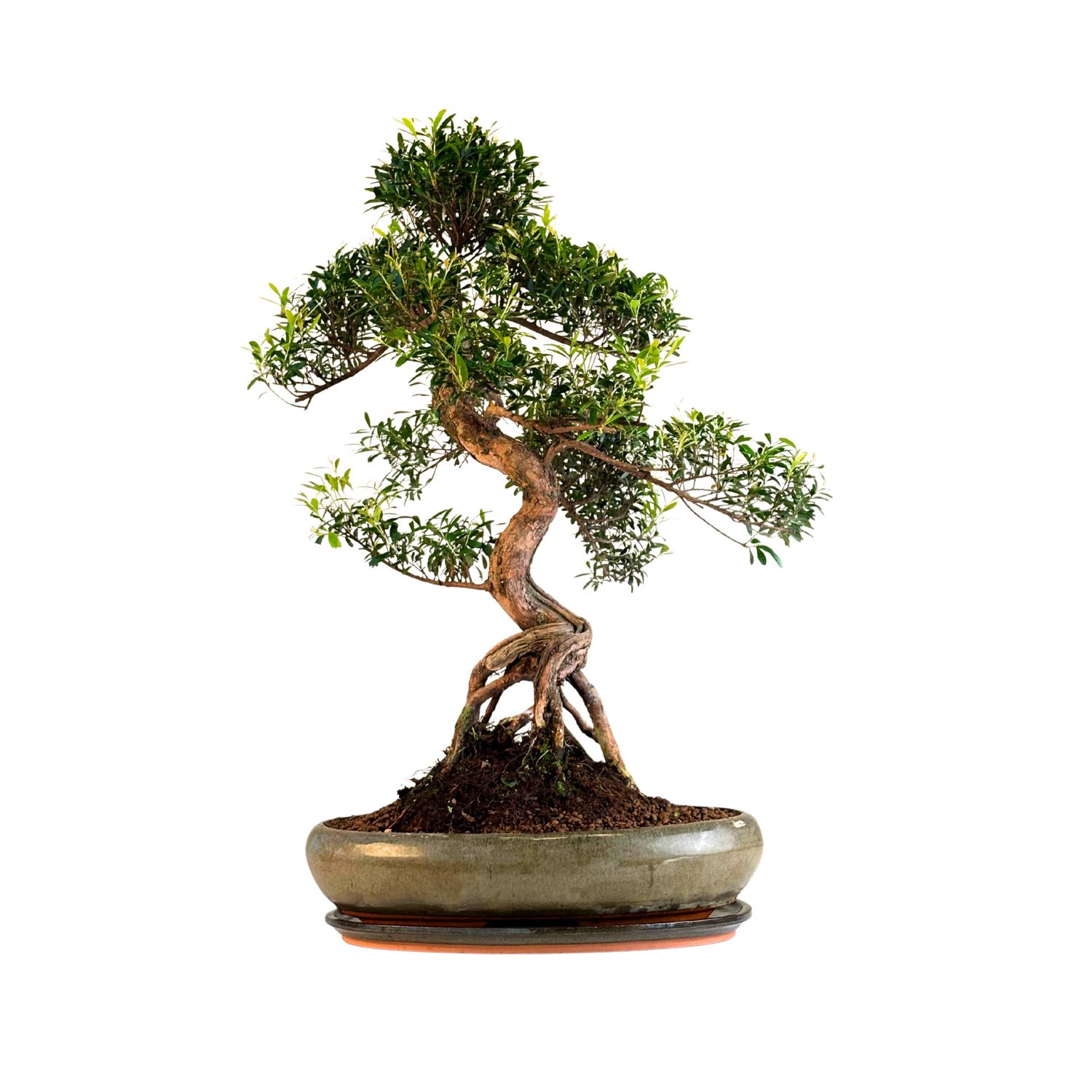Syzygium Bonsai P40 SIZ02
