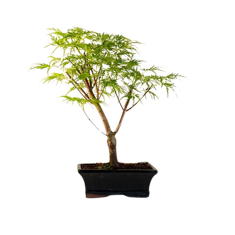 Acer Dissectum Bonsai (Japanischer Schlitzahorn) P20