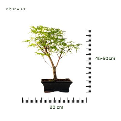Acer Dissectum Bonsai (Japanischer Schlitzahorn) P20