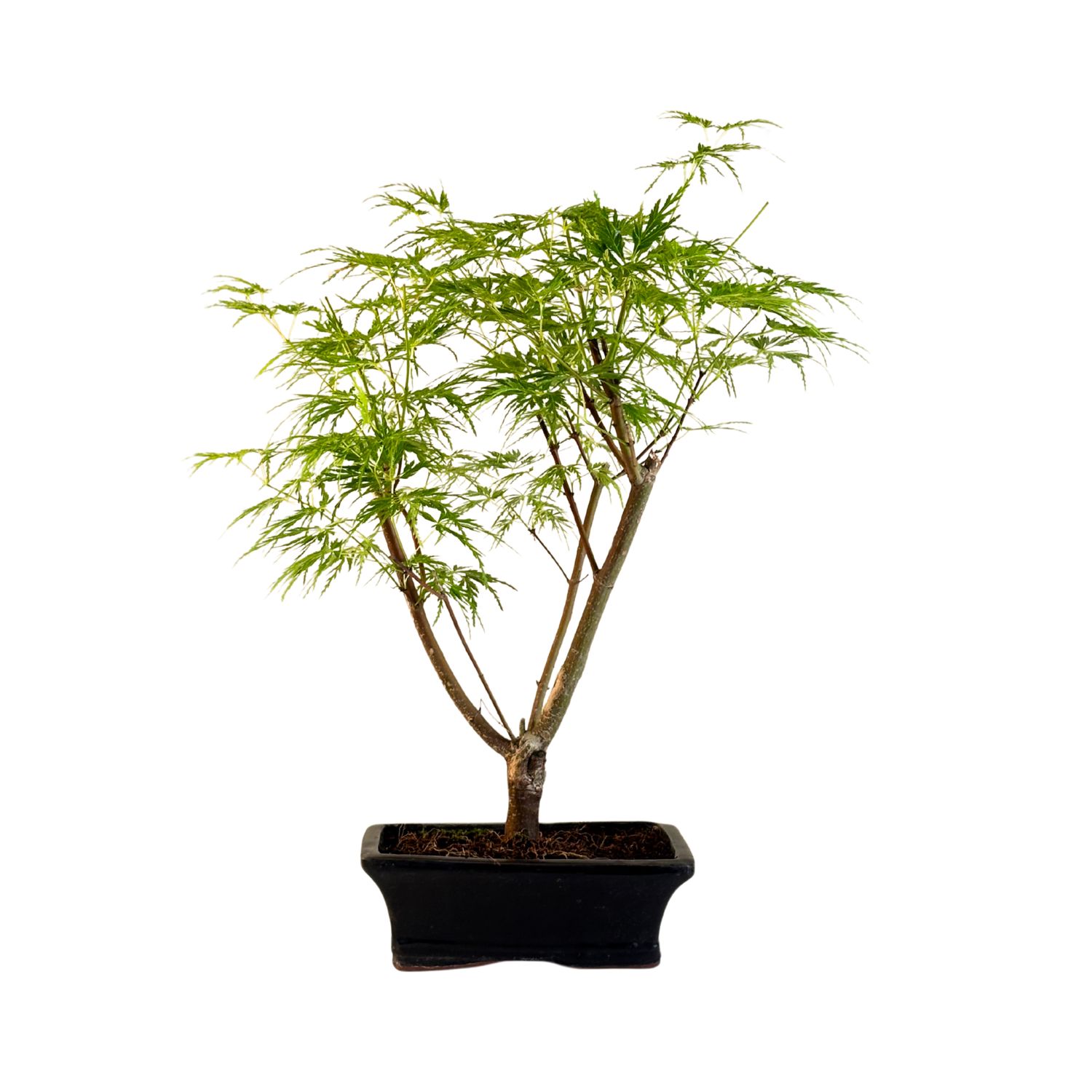 Acer Dissectum Bonsai (Japanischer Schlitzahorn) P20