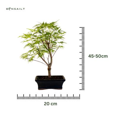 Acer Dissectum Bonsai (Japanischer Schlitzahorn) P20