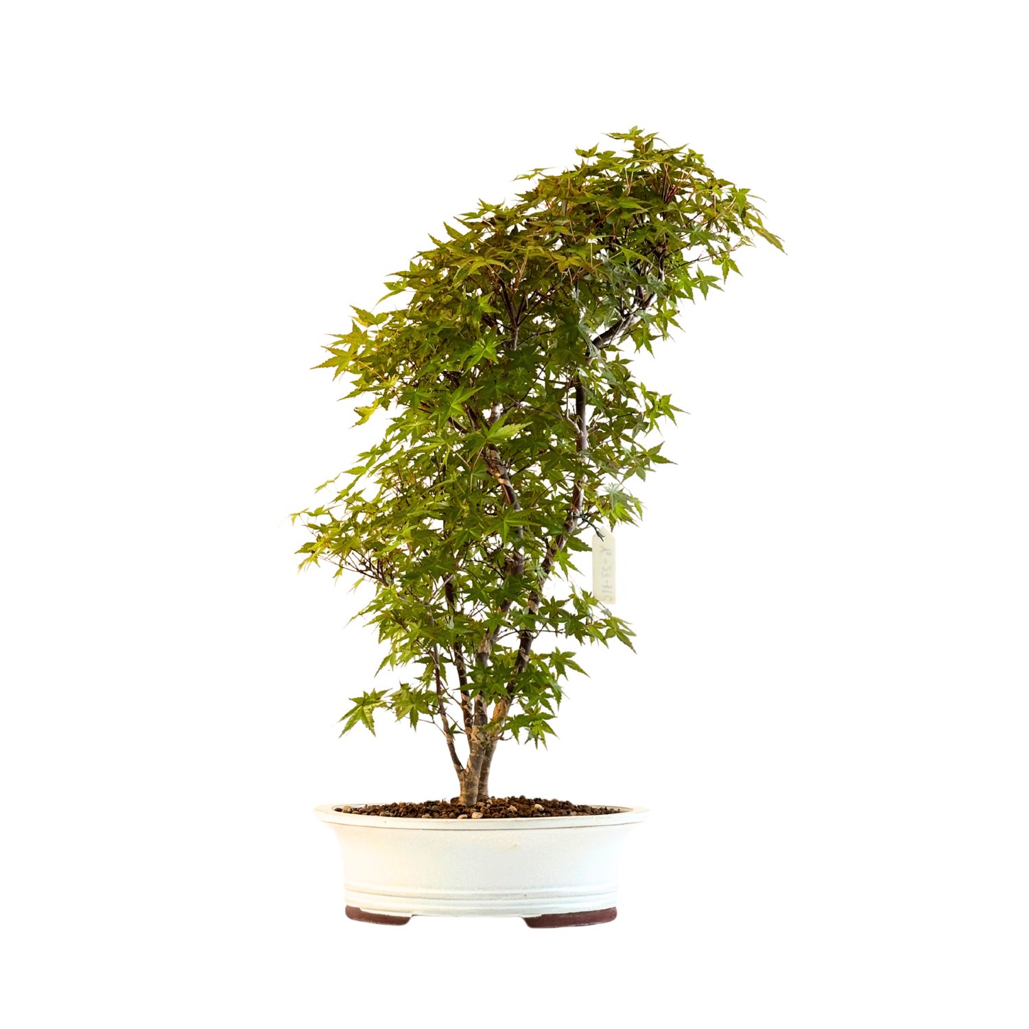 Japanese Acer Deshojo P30 DO1