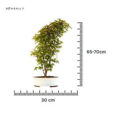 Japanese Acer Deshojo P30 DO1