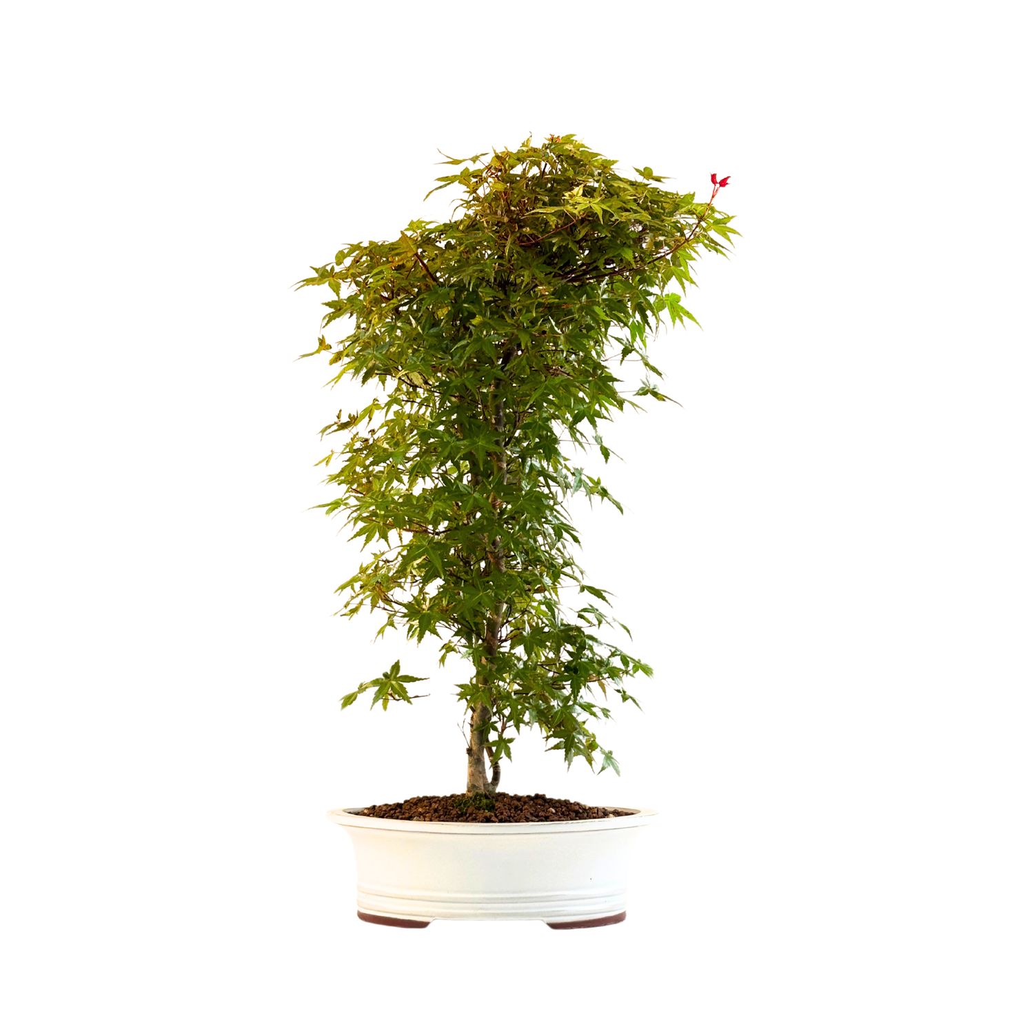 Japanischer Ahorn Bonsai – Acer palmatum ‘Deshojo’, ungepfropft (Import aus Japan) P30