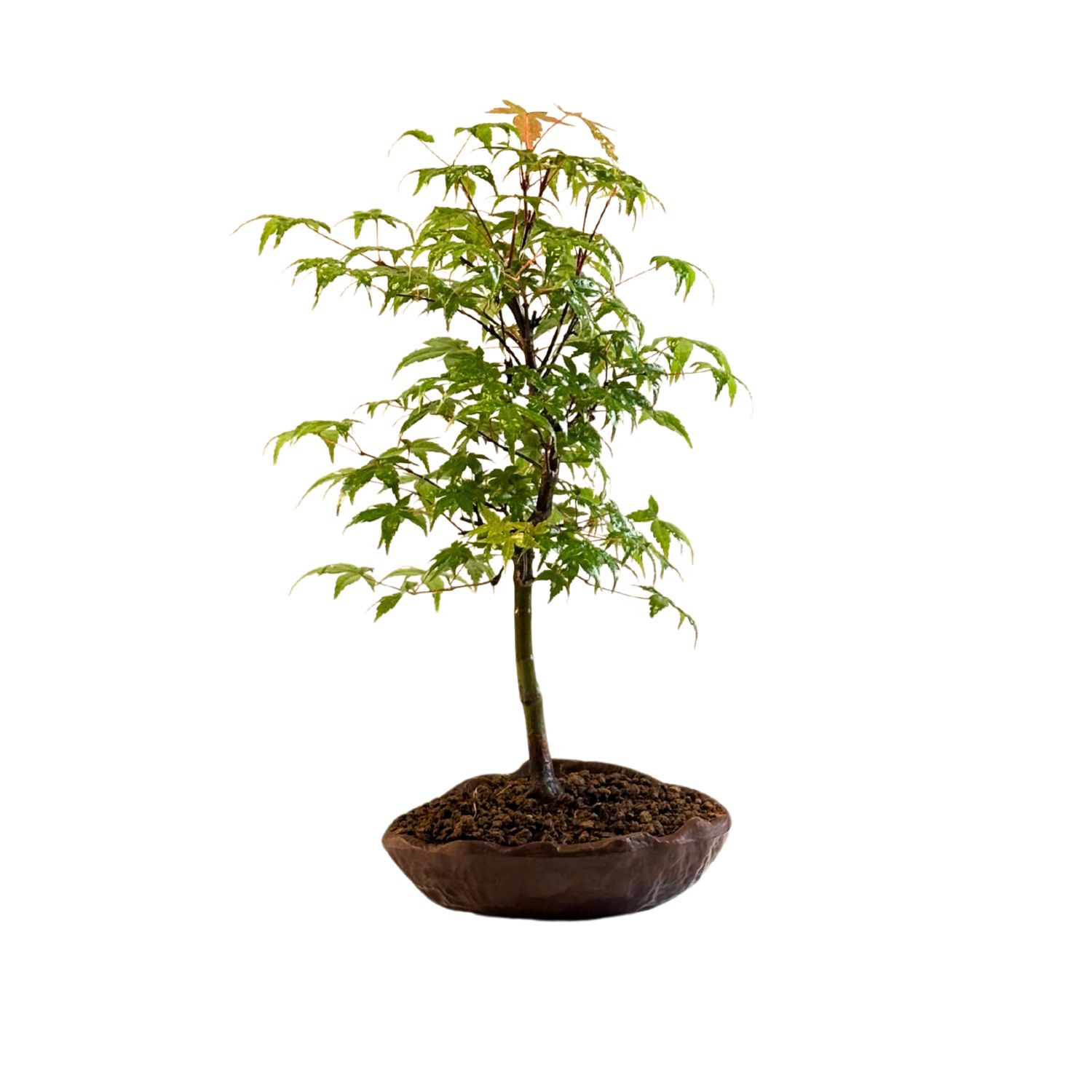 Acer Trident - Ahorne P15 KV02