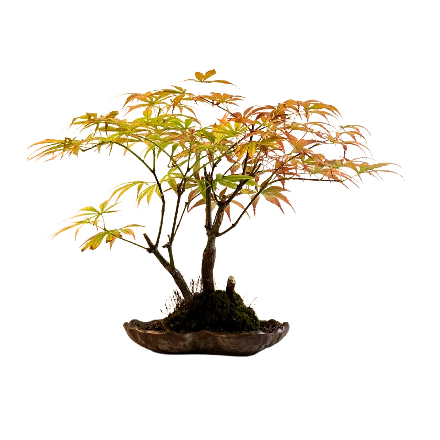 Acer Palmatum - Ahorne P18 KV01