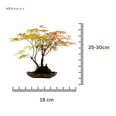 Acer Palmatum - Ahorne P18 KV01