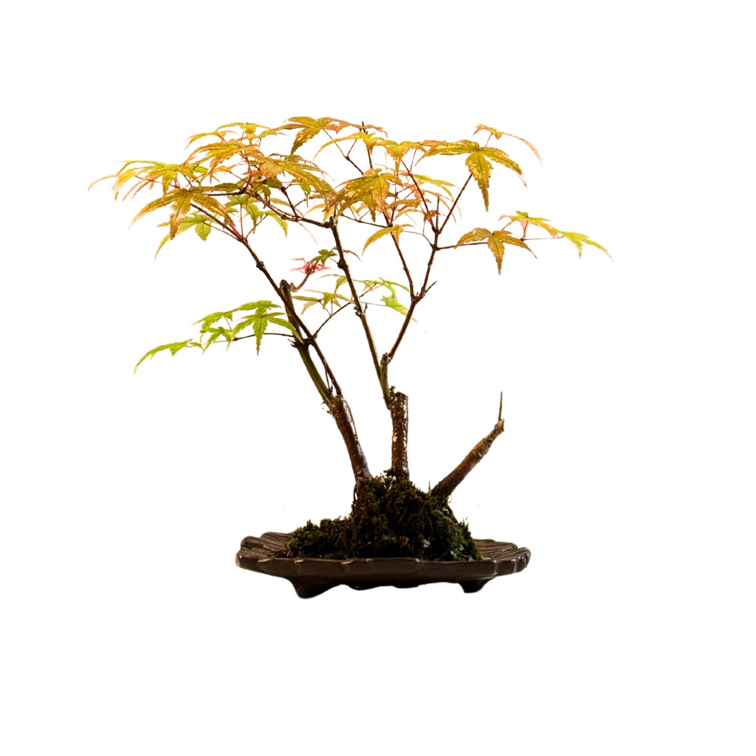 Acer Trident - Ahorne P15 KV03