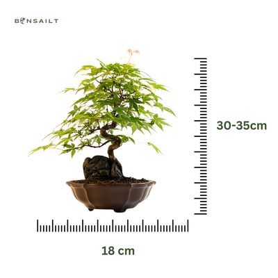 Ahorn-Dreikant-Bonsai auf dem Felsen P18