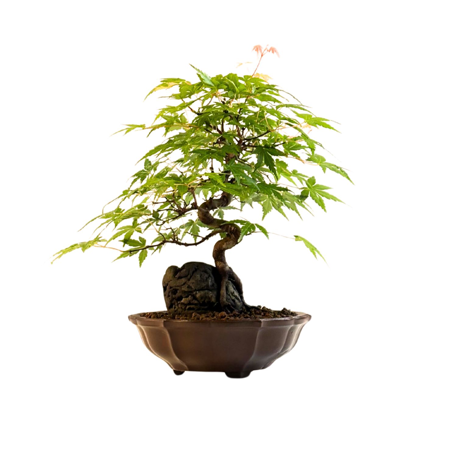 Ahorn-Dreikant-Bonsai auf dem Felsen P18