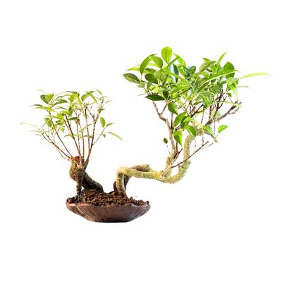 Ficus Bonsai x3 wald P18 KU1
