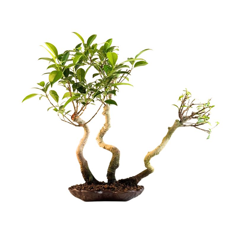 Ficus Bonsai x3 wald P18 KU2