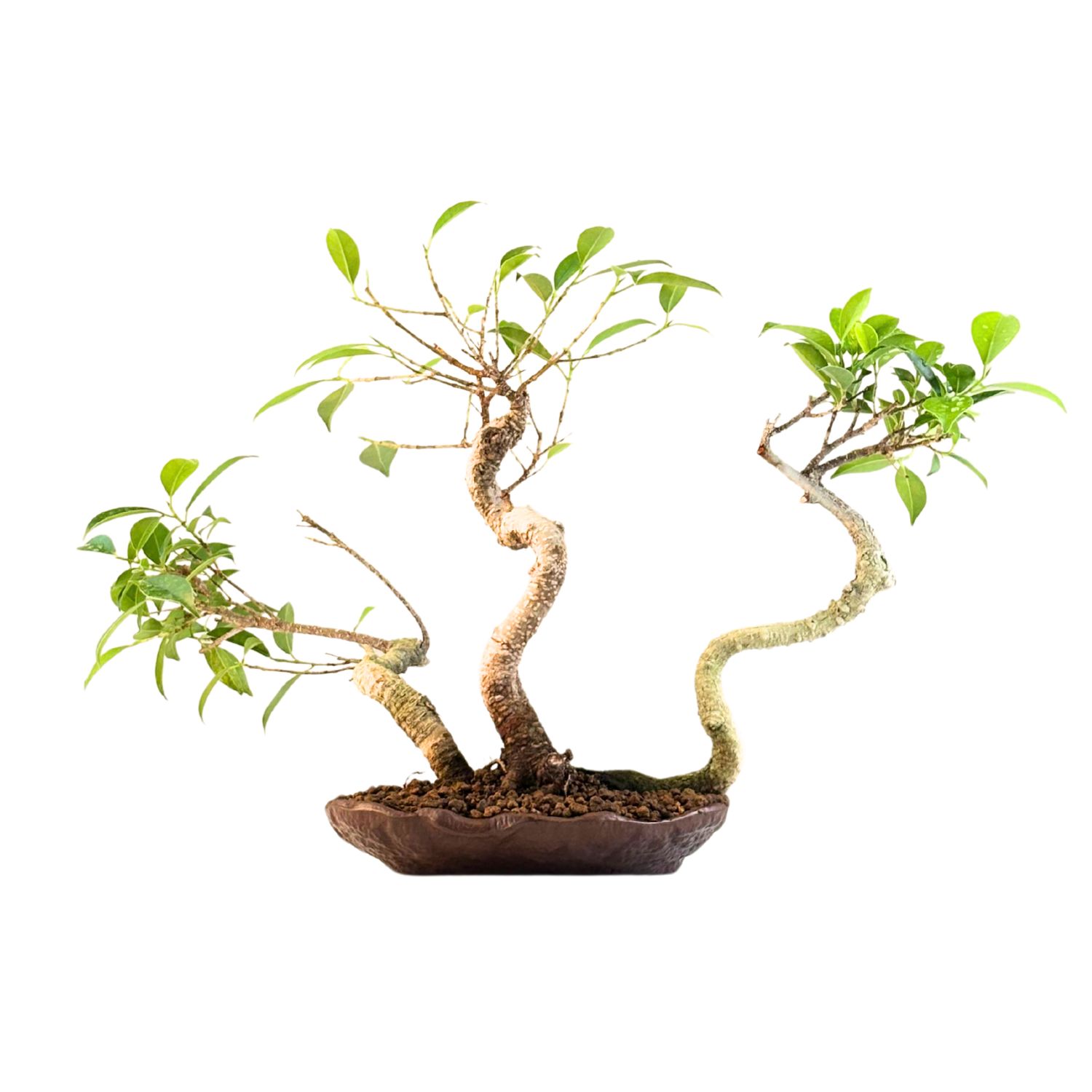 Ficus Bonsai x3 wald P18 KU4