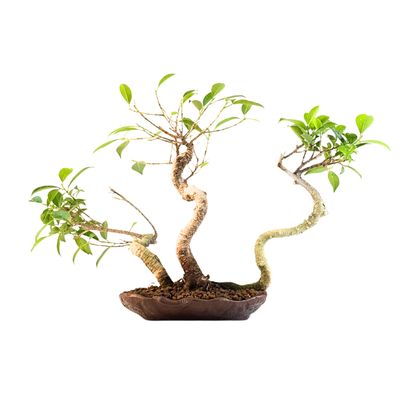 Ficus Bonsai x3 wald P18 KU4