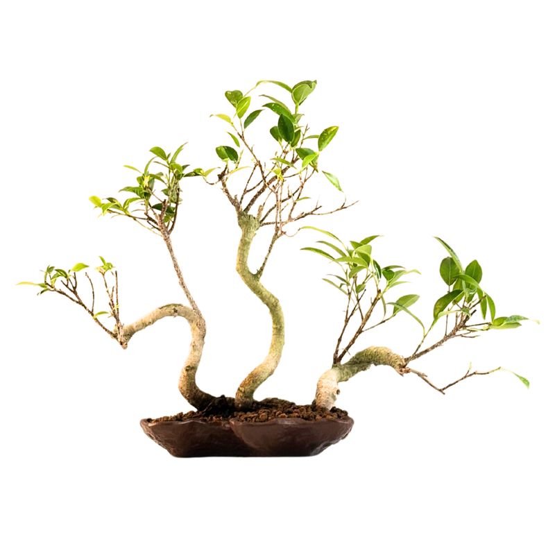 Ficus Bonsai x3 wald P18 KU5