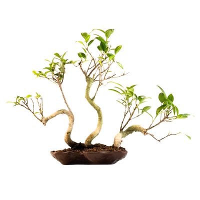 Ficus Bonsai x3 wald P18 KU5