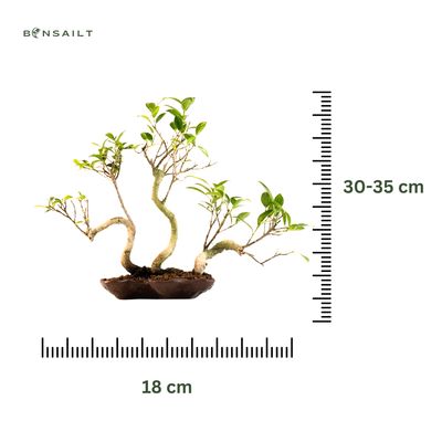 Ficus Bonsai x3 wald P18 KU5