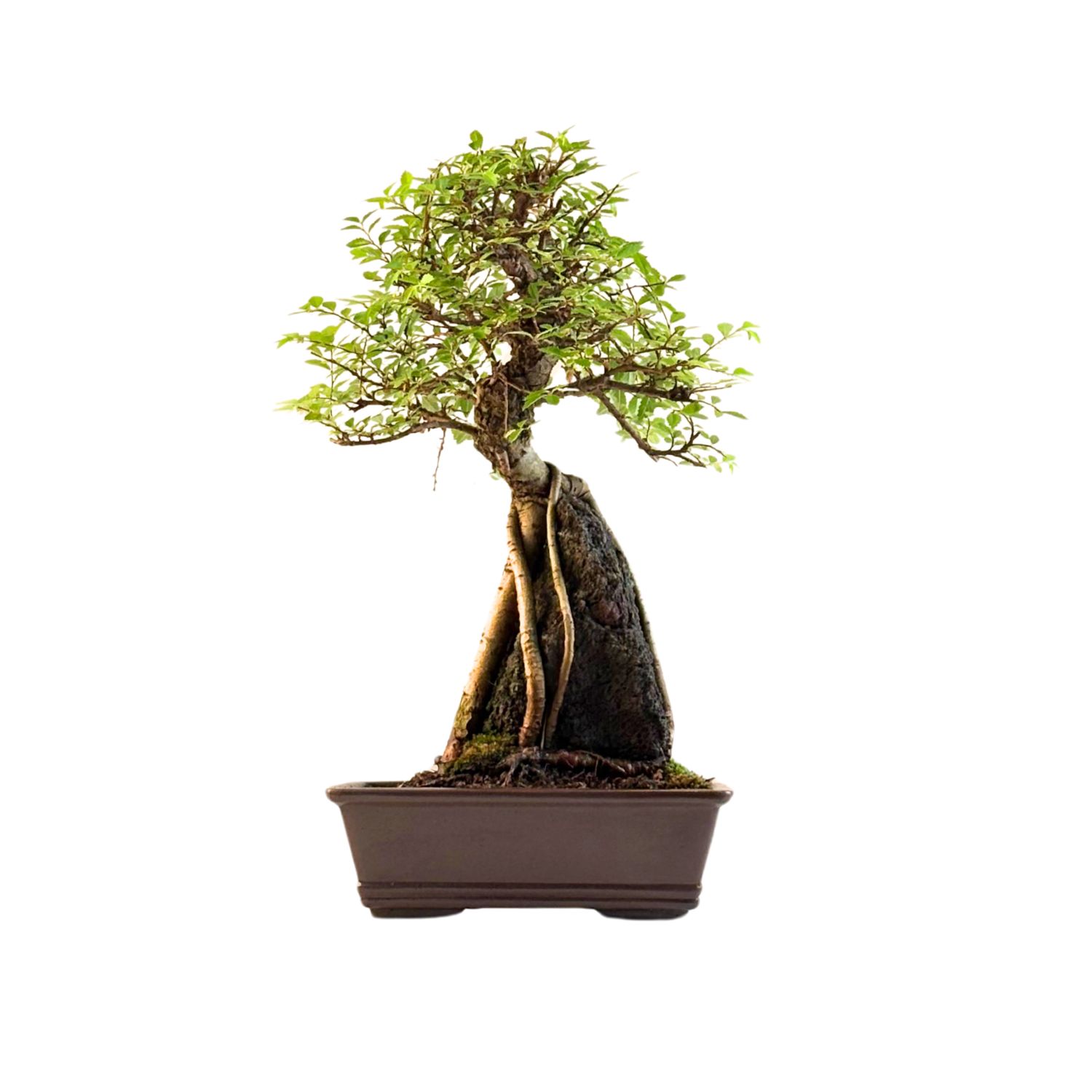 Ulmus parvifolia (Chinesische Ulme) Bonsai P18 GO1