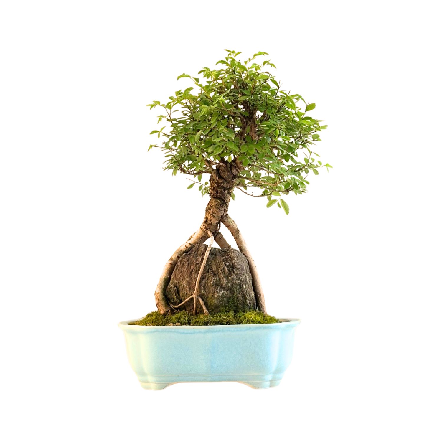 Ulmus parvifolia (Chinesische Ulme) Bonsai P20 GO3