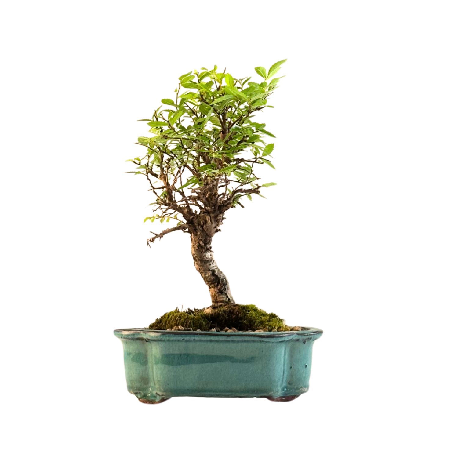 Ulmus parvifolia (Chinesische Ulme) Bonsai P15 GO4