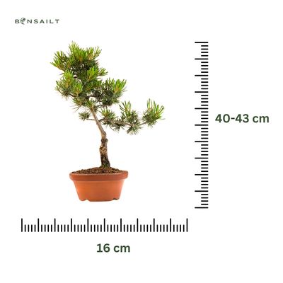 Japan Weißer Kiefer Bonsai Pinus P16