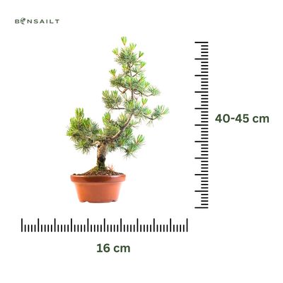 Japan Weißer Kiefer Bonsai Pinus P16