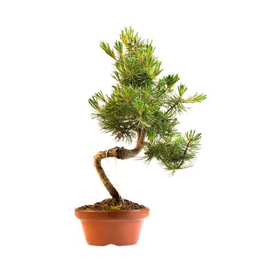 Japan Weißer Kiefer Bonsai Pinus P16 PB3