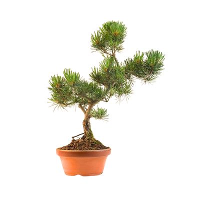Japan Weißer Kiefer Bonsai Pinus P16 PB4