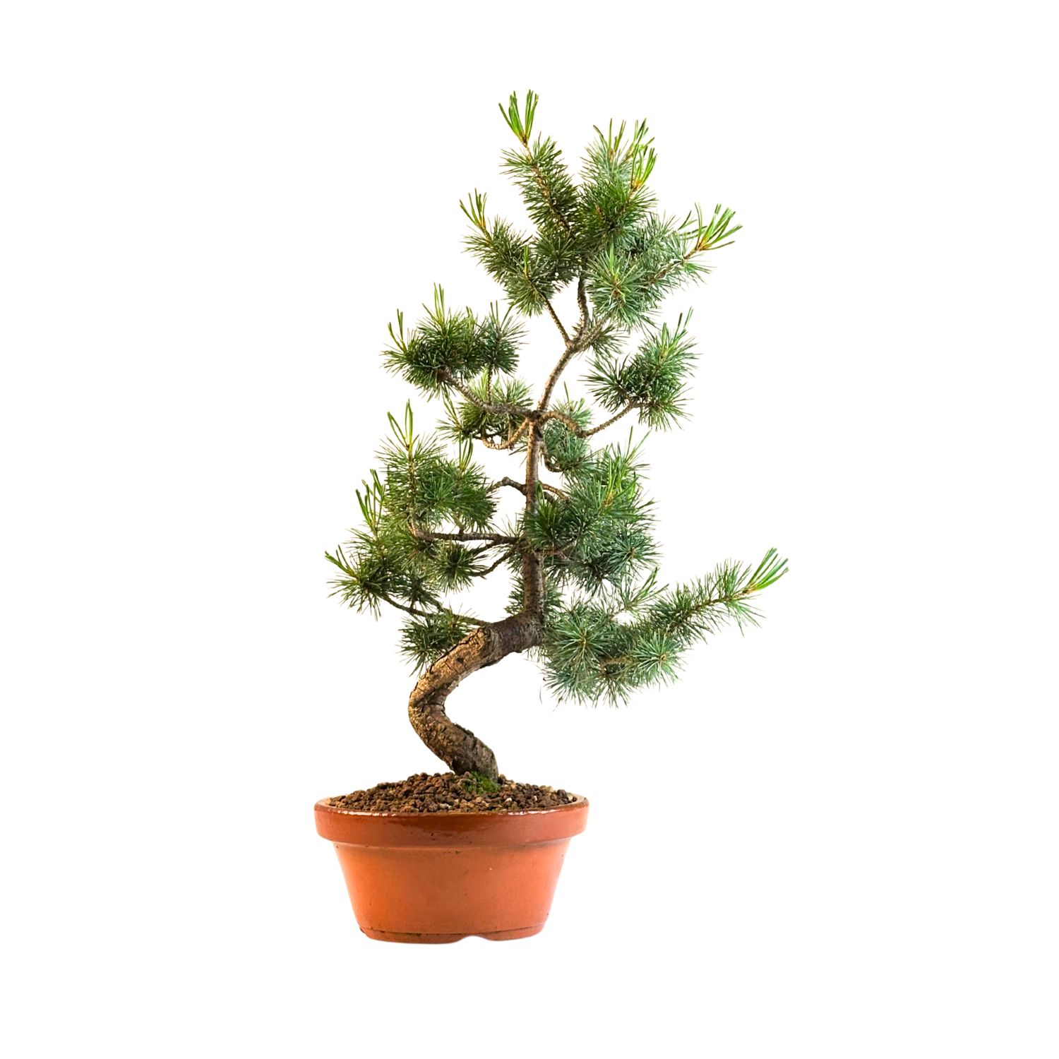 Japan Weißer Kiefer Bonsai Pinus P20 PB10