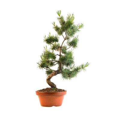 Japan Weißer Kiefer Bonsai Pinus P20 PB10