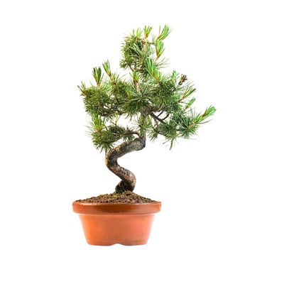 Japan Weißer Kiefer Bonsai Pinus P16 PB7