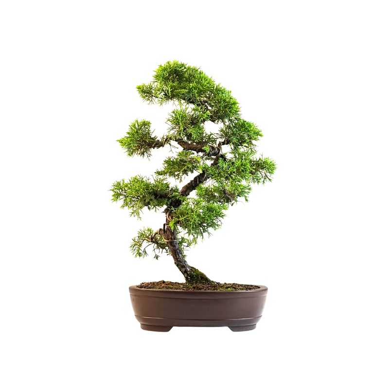 Wacholder bonsai Itoigawa P25 - Juniper Itoigawa bonsai