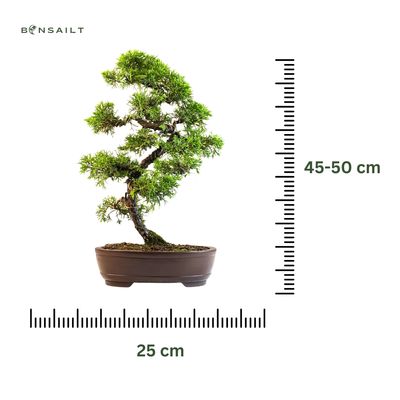 Wacholder bonsai Itoigawa P25 - Juniper Itoigawa bonsai