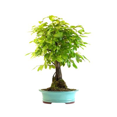 Koreanische Hainbuche (Hornbeam) Carpinus P30 KLE1