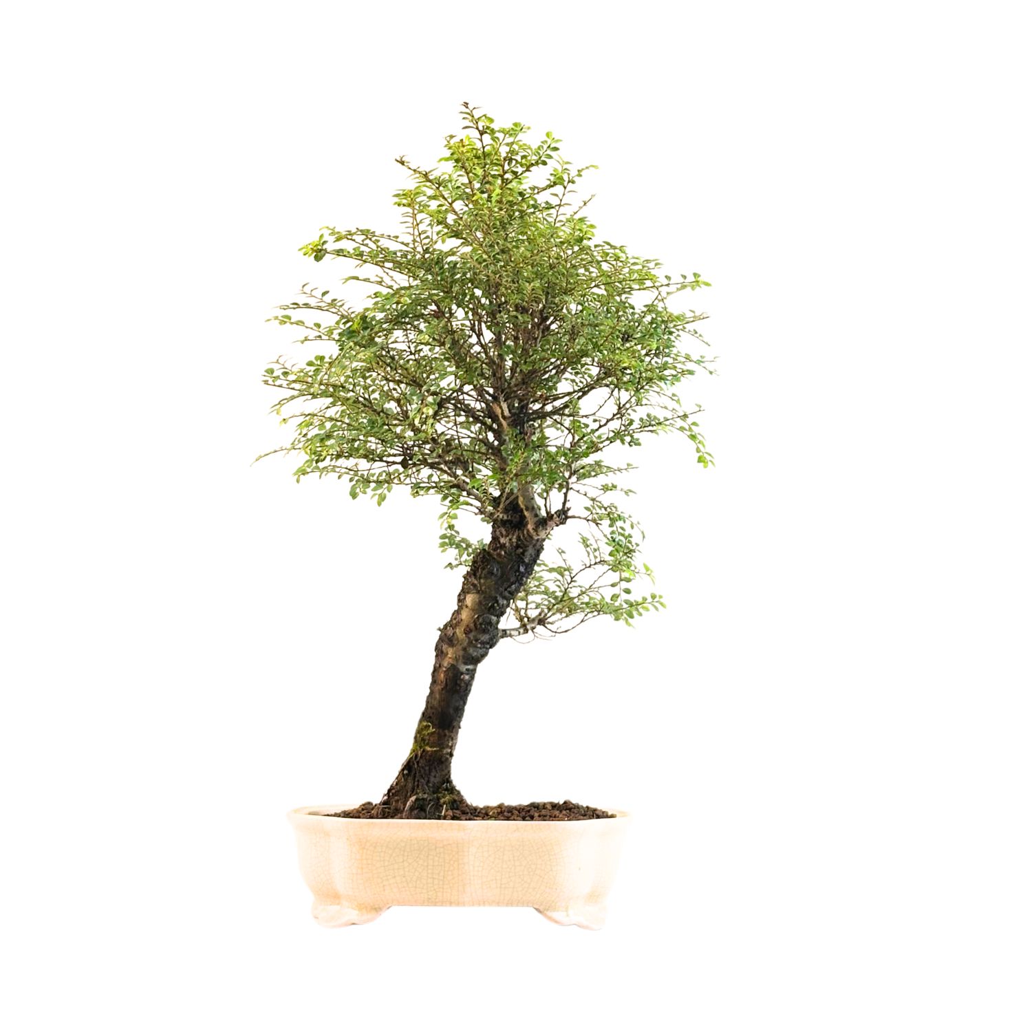 Ulmus Hokkaido Bonsai P25 RA02