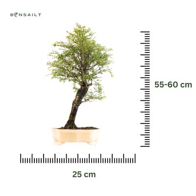 Ulmus Hokkaido Bonsai P25 RA02