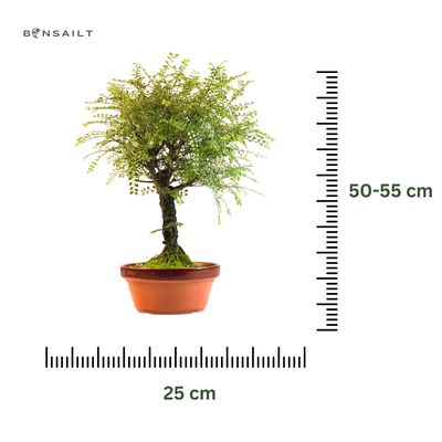 Ulmus &#39;Hokkaido&#39; Bonsai  P25 RA03