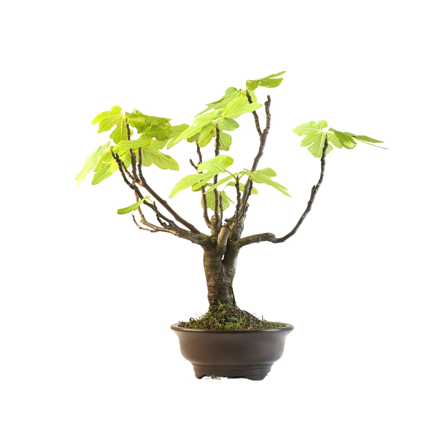Ficus carica (gemeiner Ficus) Bonsai P28 ROD1