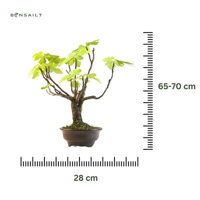 Ficus carica (gemeiner Ficus) Bonsai P28 ROD1