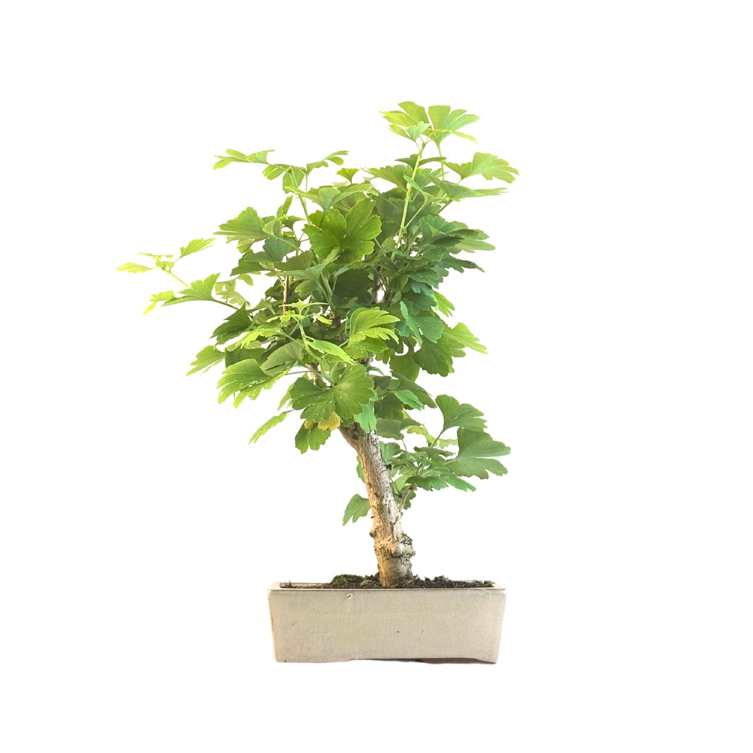 Ginkgo Biloba Bonsai P22 SI02