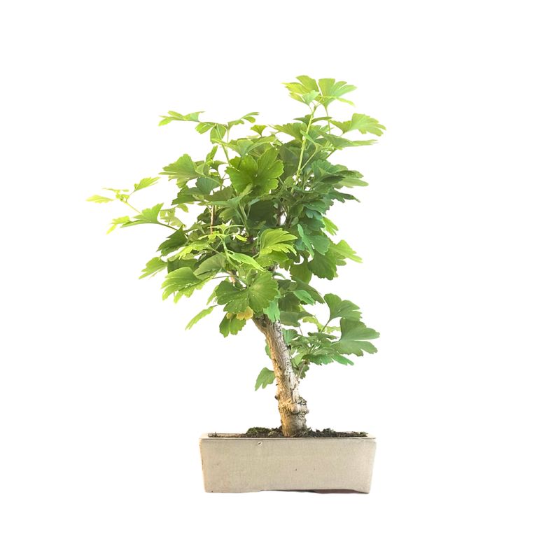 Ginkgo Biloba Bonsai P22 SI02