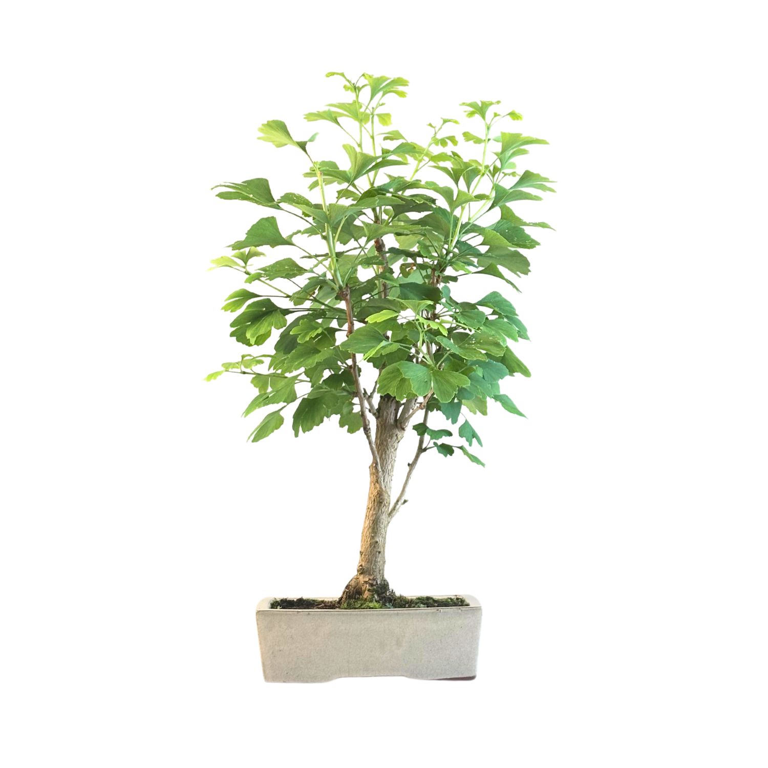 Ginkgo Biloba Bonsai P22 SI01