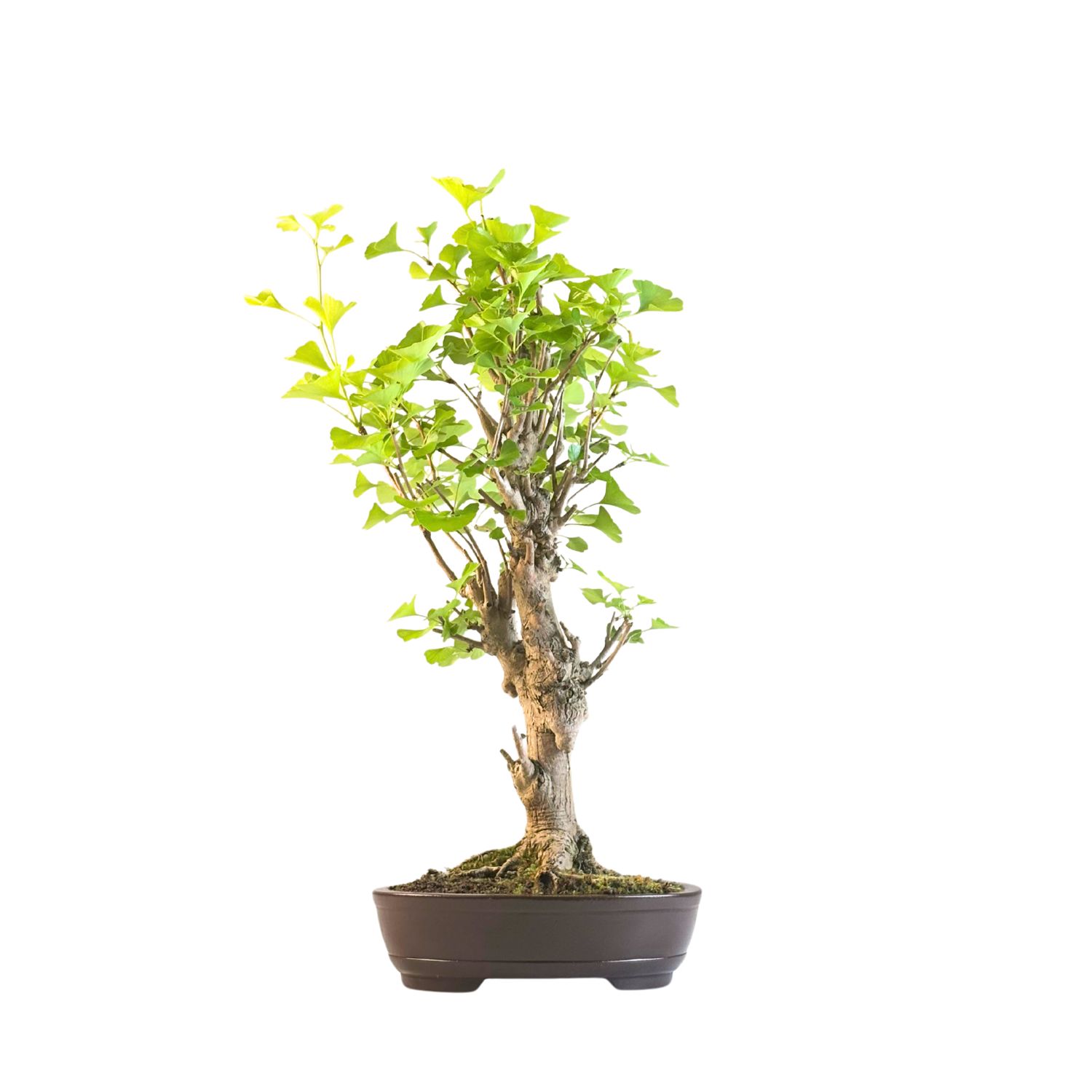 Ginkgo Biloba Bonsai P27 Aus Japan