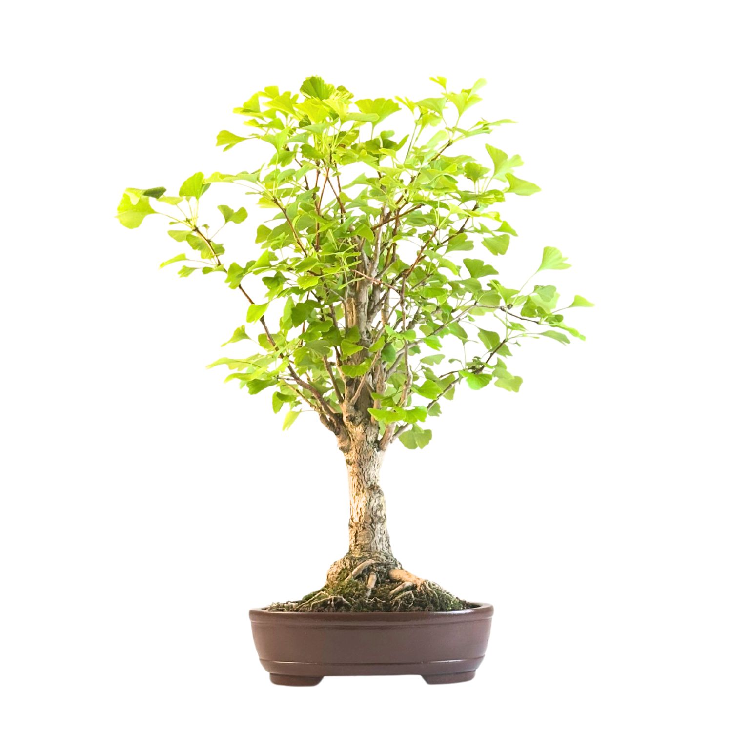Ginkgo Biloba Bonsai P27 Aus Japan