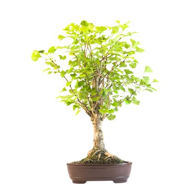 Ginkgo Biloba Bonsai P27 Aus Japan