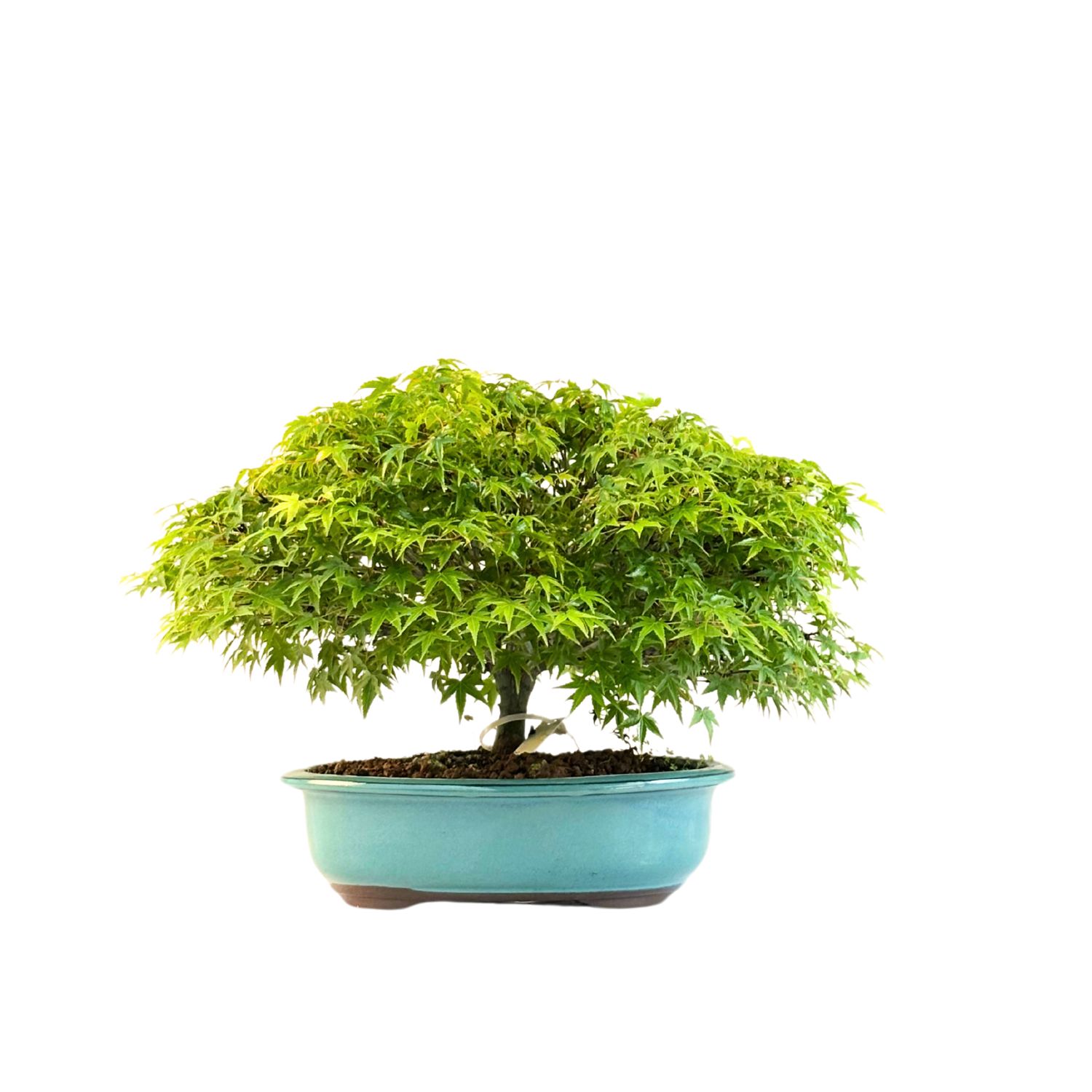 Bonsai Fächerahorn (Kiyohime) Japanese maple P25 LK03