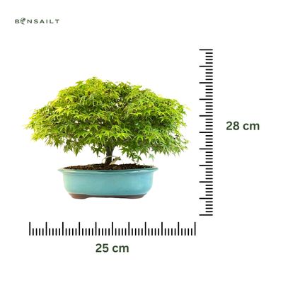 Bonsai Fächerahorn (Kiyohime) Japanese maple P25 LK03