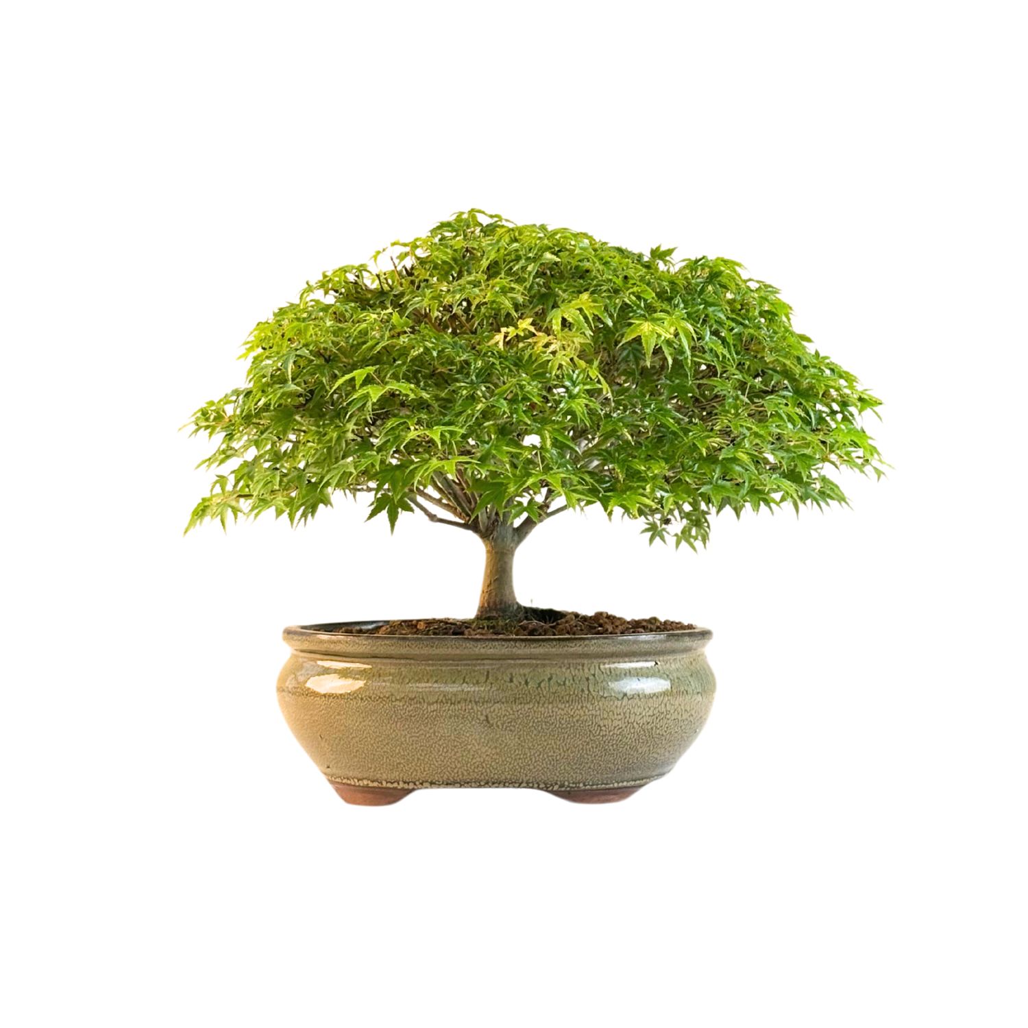 Bonsai Fächerahorn (Kiyohime) Japanese maple P20 LK04