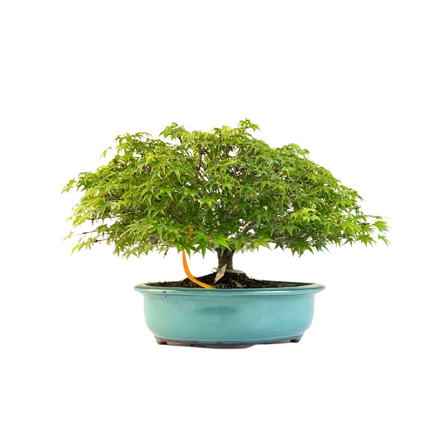Bonsai Fächerahorn (Kiyohime) Japanese maple P25 LK05